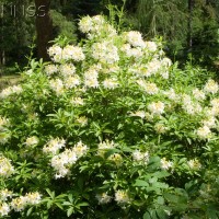 Rhododendron 'Summer Fragrance'